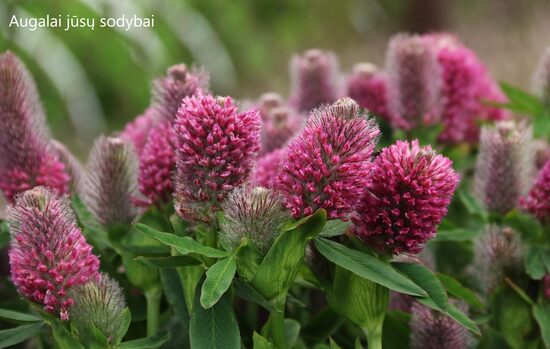 Dobilas ilgagalvis (Trifolium rubens)